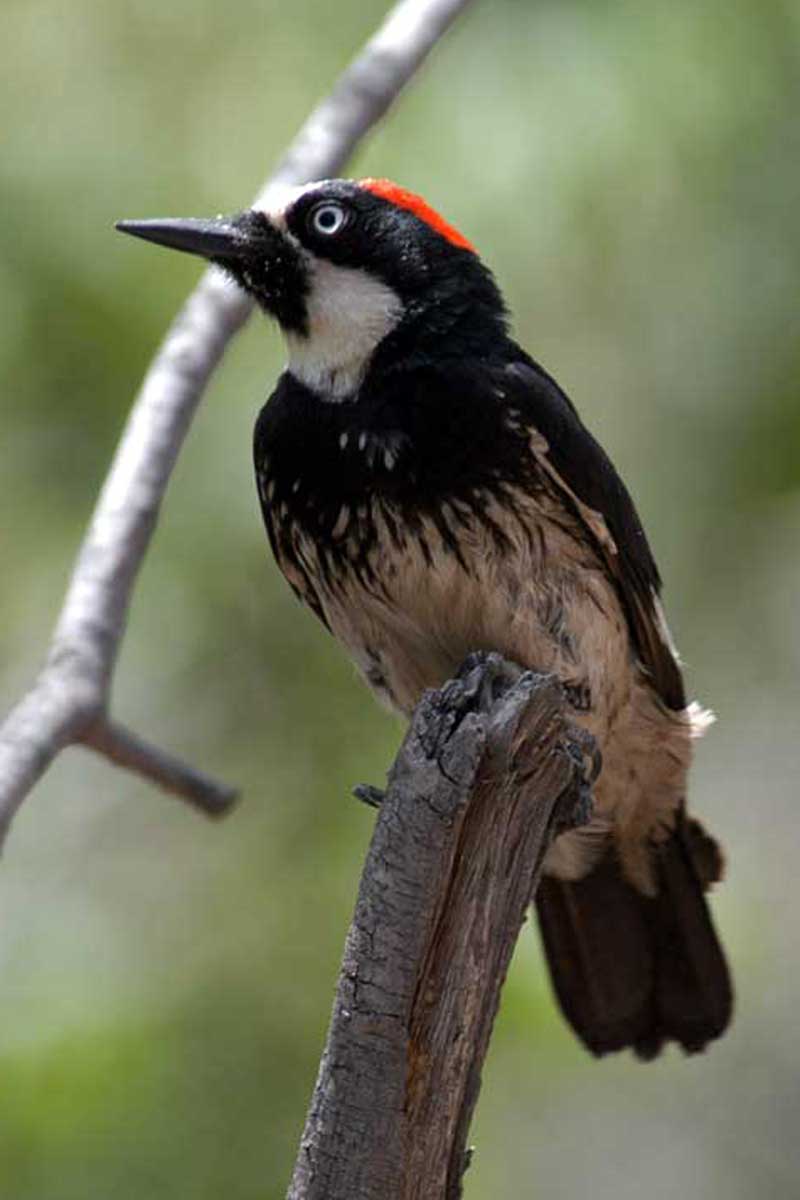 Acorn Woodpecker 2