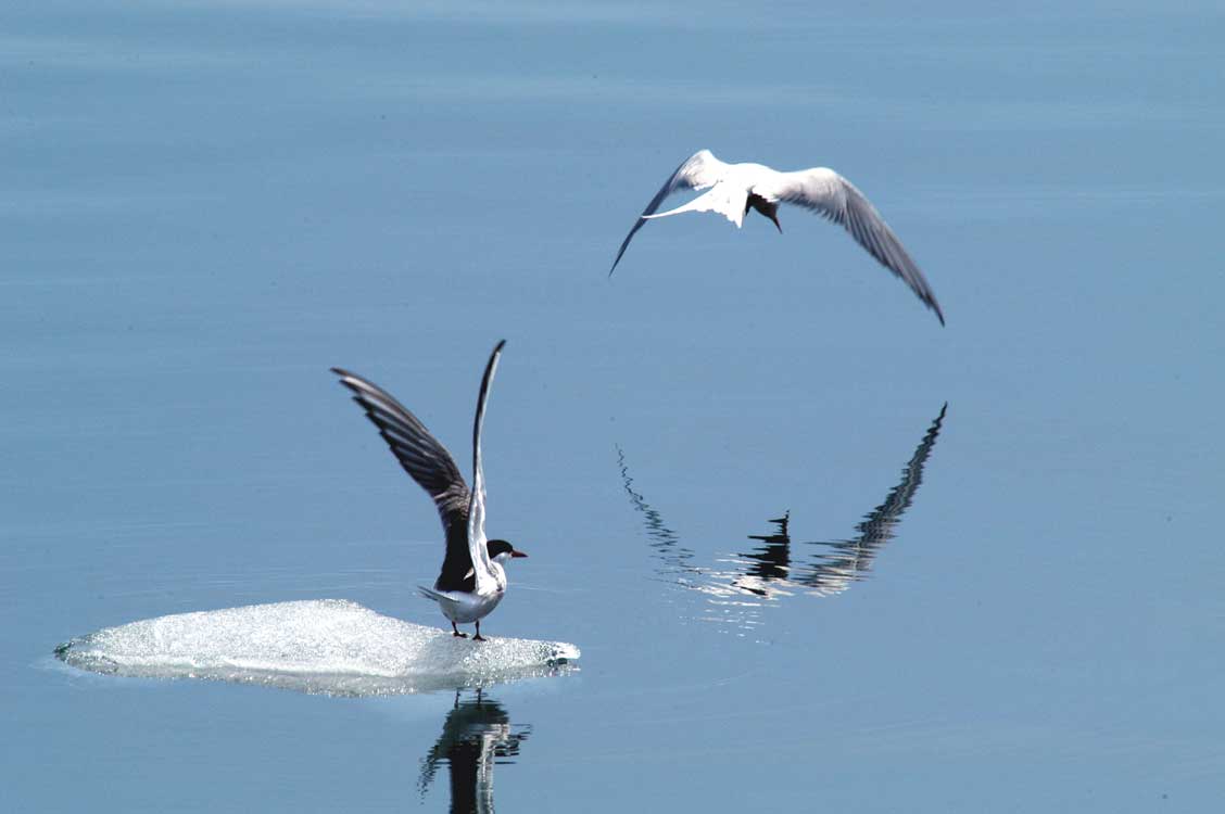Arctic Terns 2